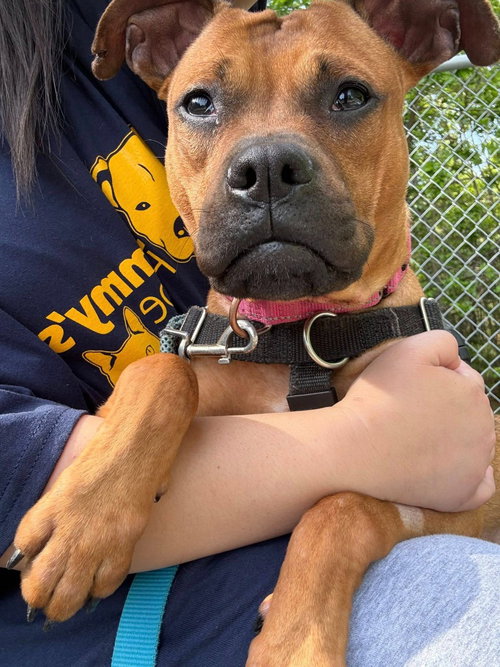 EVIE - Boxer available for adoption