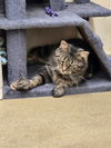 Wyatt - Photo 3