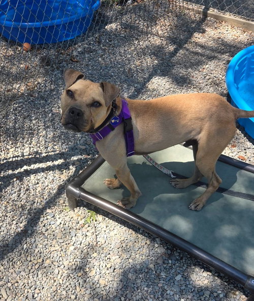 LOUIE - American Staffordshire Terrier / American Staffordshire Terrier available for adoption