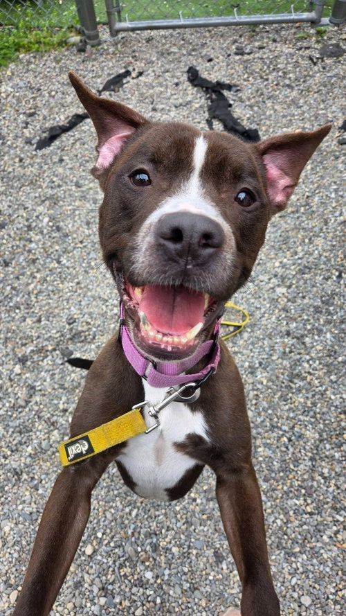 Harry, an adoptable American Staffordshire Terrier in Sayreville, NJ, NJ