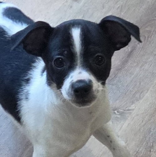 Hercules, an adoptable Chihuahua in Sayreville, NJ, NJ