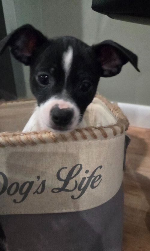 Elvis, an adoptable Chihuahua in Sayreville, NJ, NJ
