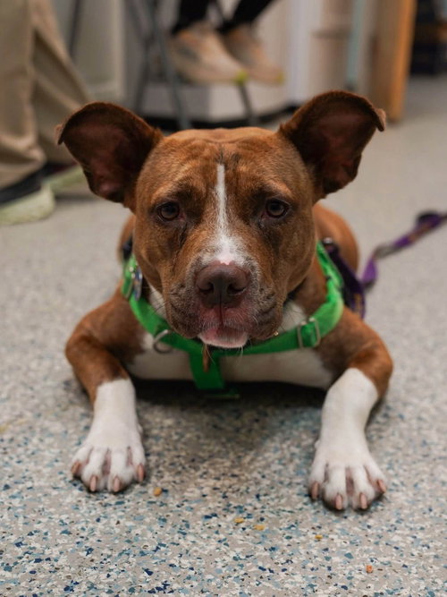 Snickers, American Staffordshire Terrier / Terrier / Mixed