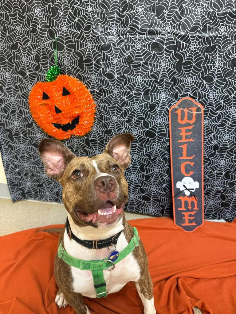 Snickers - American Staffordshire Terrier