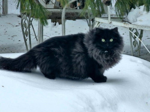 Ivan, Young Domestic Medium Hair / Mixed, cat for adoption in Clifton, New Jersey
