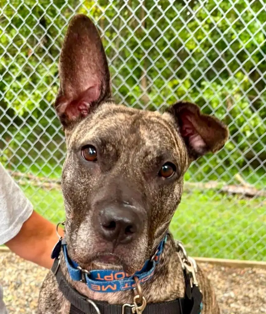 Tigris - American Staffordshire Terrier