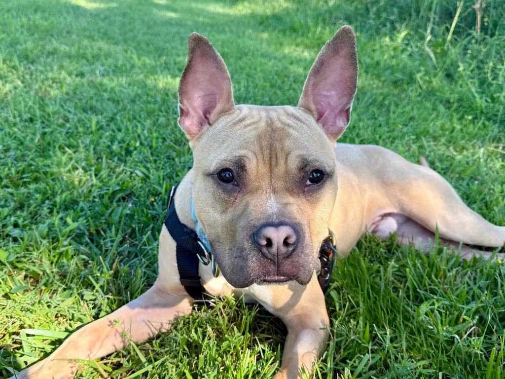 Angelo - French Pitbull