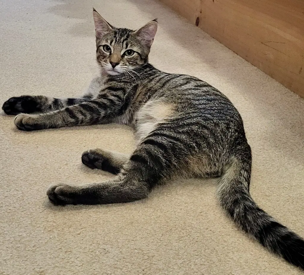 Fitz - Domestic Short Hair