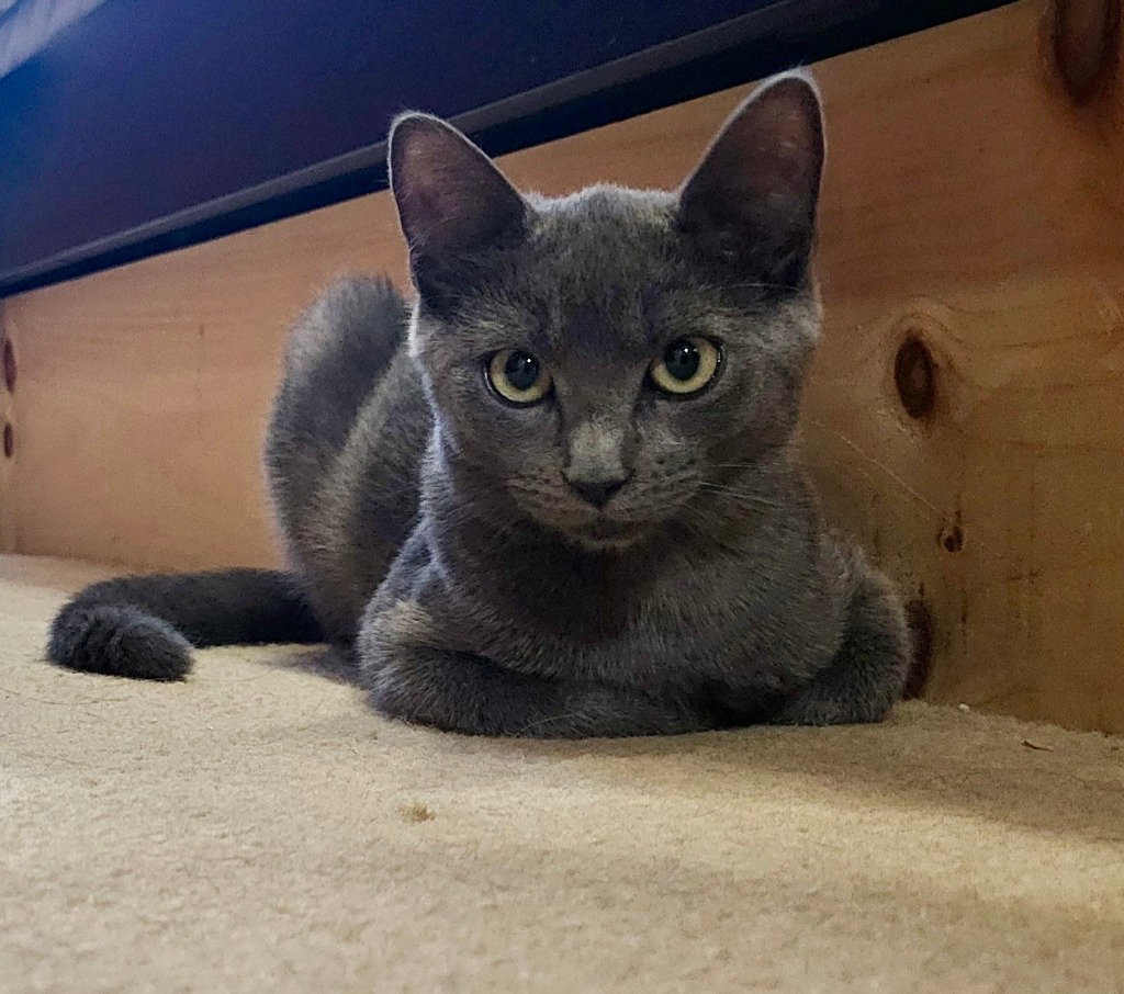 Felicity, cat