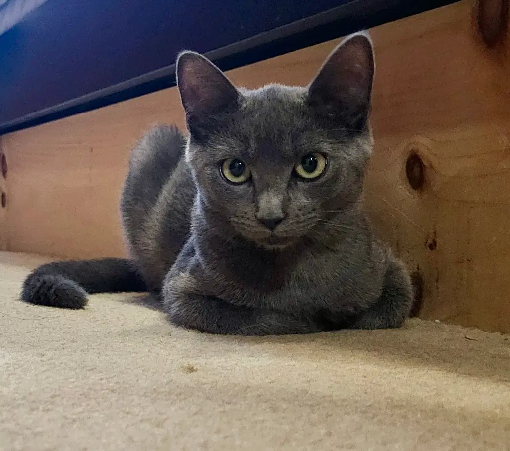 Felicity - Domestic Short Hair