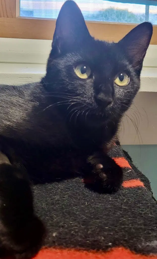 Pepper image 1