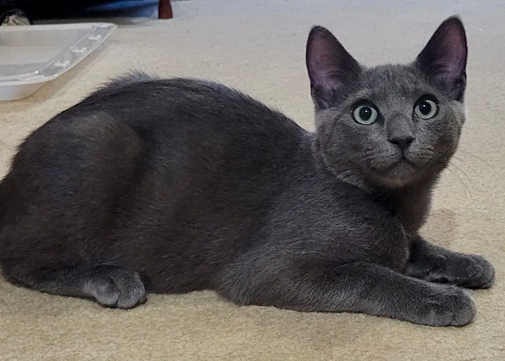 Fajita - Domestic Short Hair