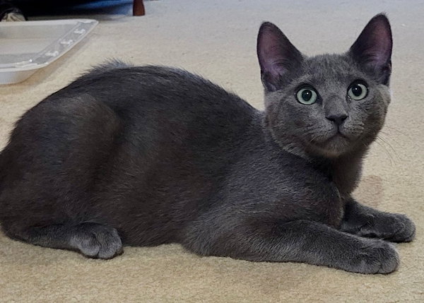Fajita