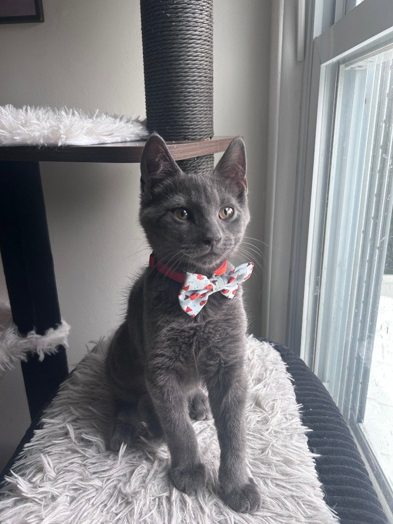 Ruckus, cat — photo 1 of 1