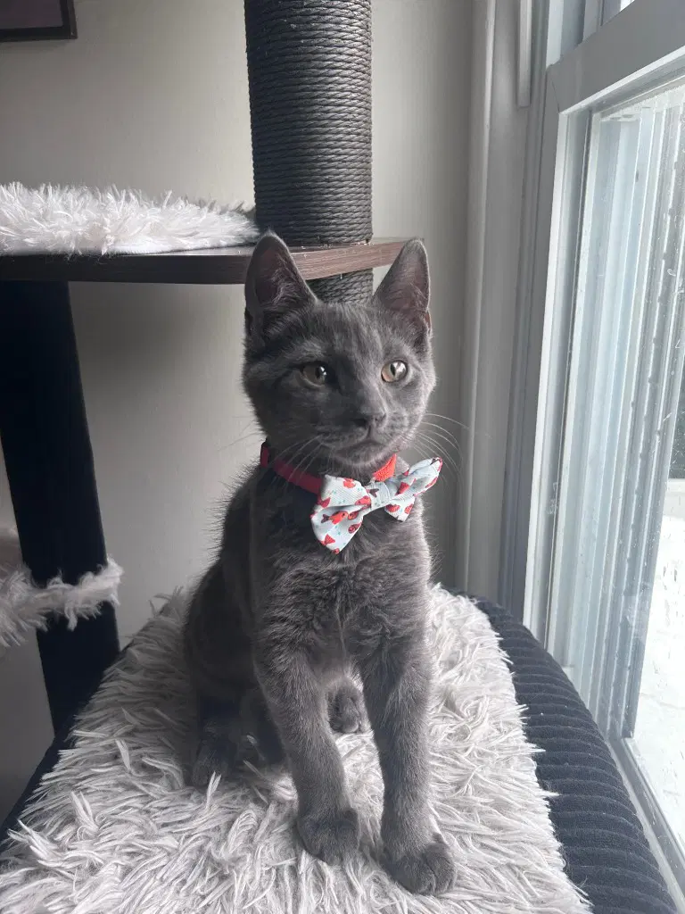 Ruckus - Domestic Short Hair
