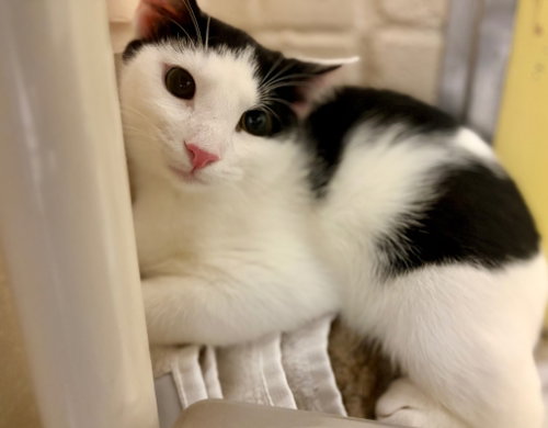 Easton, a cat for adoption from Sammy's Hope, Inc
