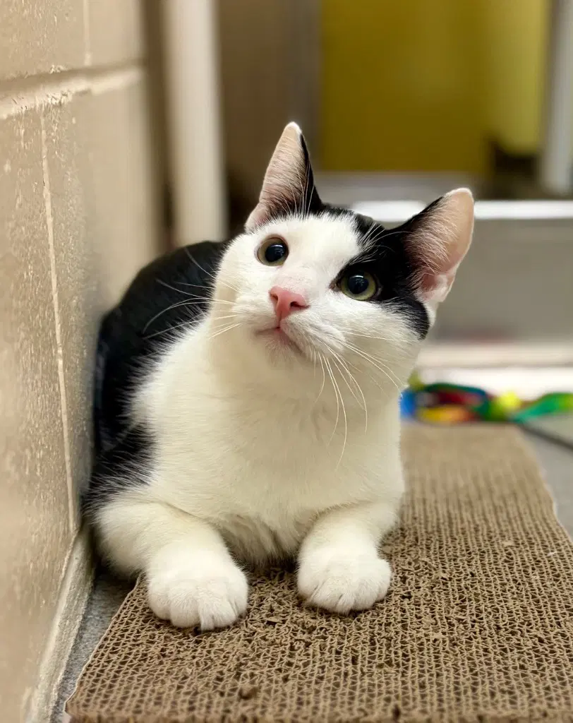 Easton - Domestic Short Hair