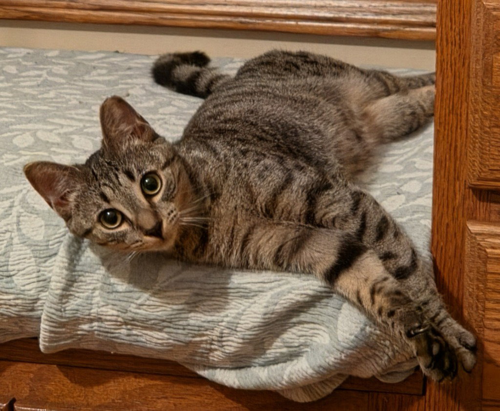 Kismet, Domestic Short Hair