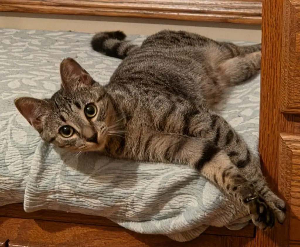 Kismet - Domestic Short Hair