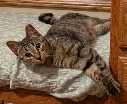 Kismet, a cat for adoption from Sammy's Hope, Inc