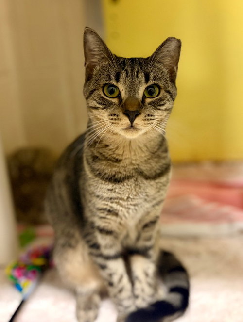 Kismet, Domestic Short Hair / Mixed