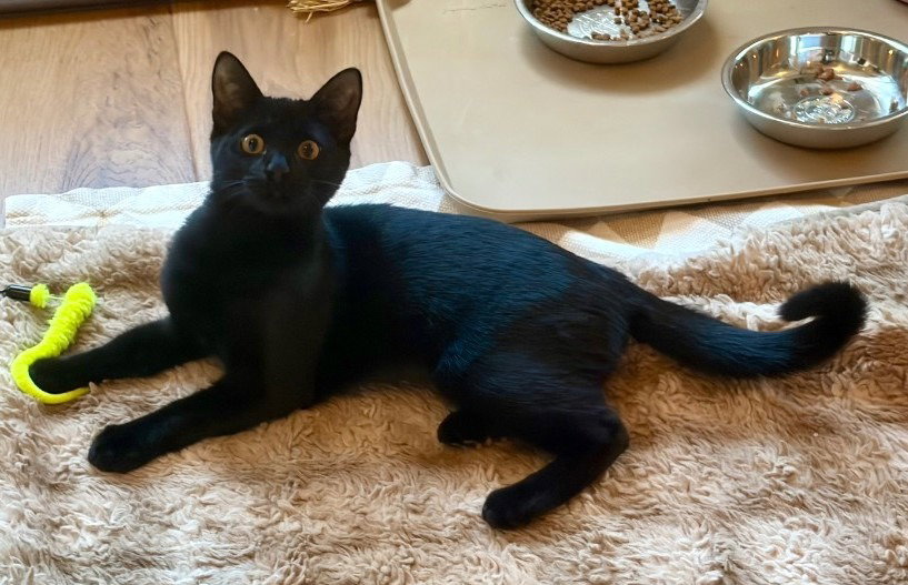 Inky, Domestic Short Hair