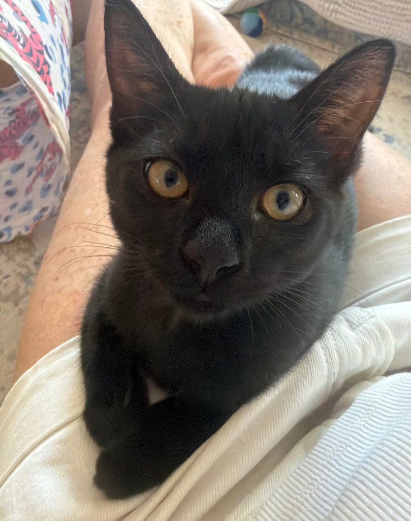 Inky, Domestic Short Hair