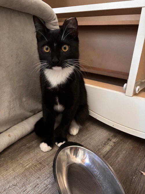 Rocky, Domestic Short Hair / Mixed