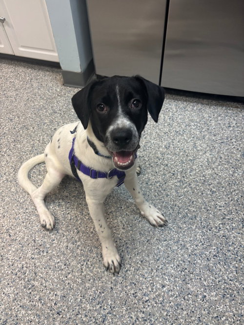 Broadway, Terrier / Mixed