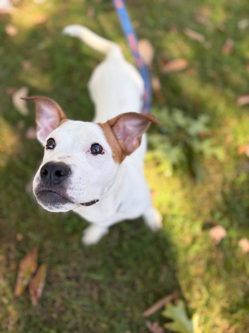 Edie, Terrier / Mixed