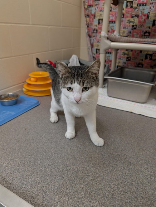Luke, Domestic Short Hair / Mixed