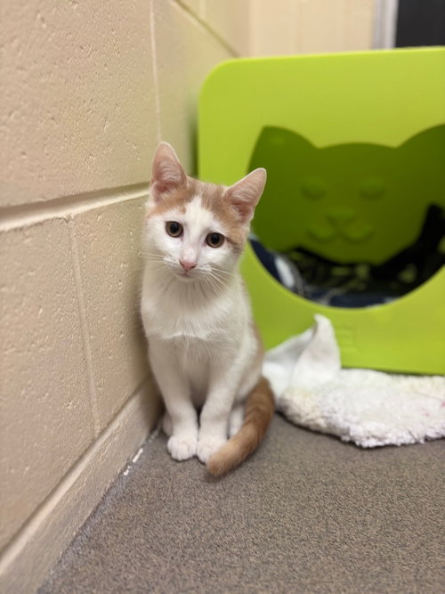 Blaze, Domestic Short Hair / Mixed