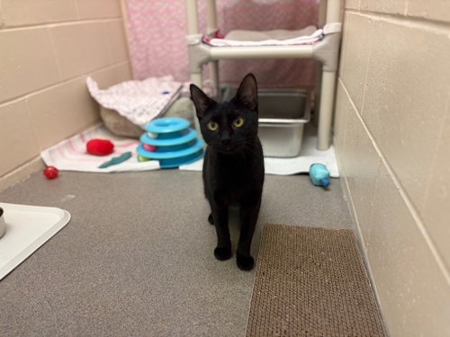 Marnie, Domestic Short Hair / Mixed