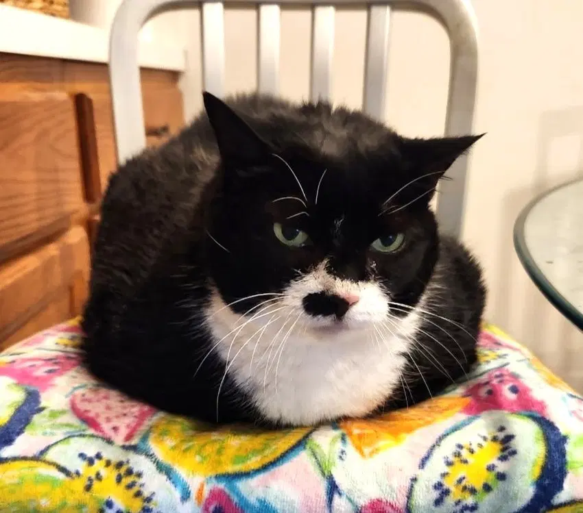 Queenie - American Shorthair
