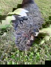 Shirley