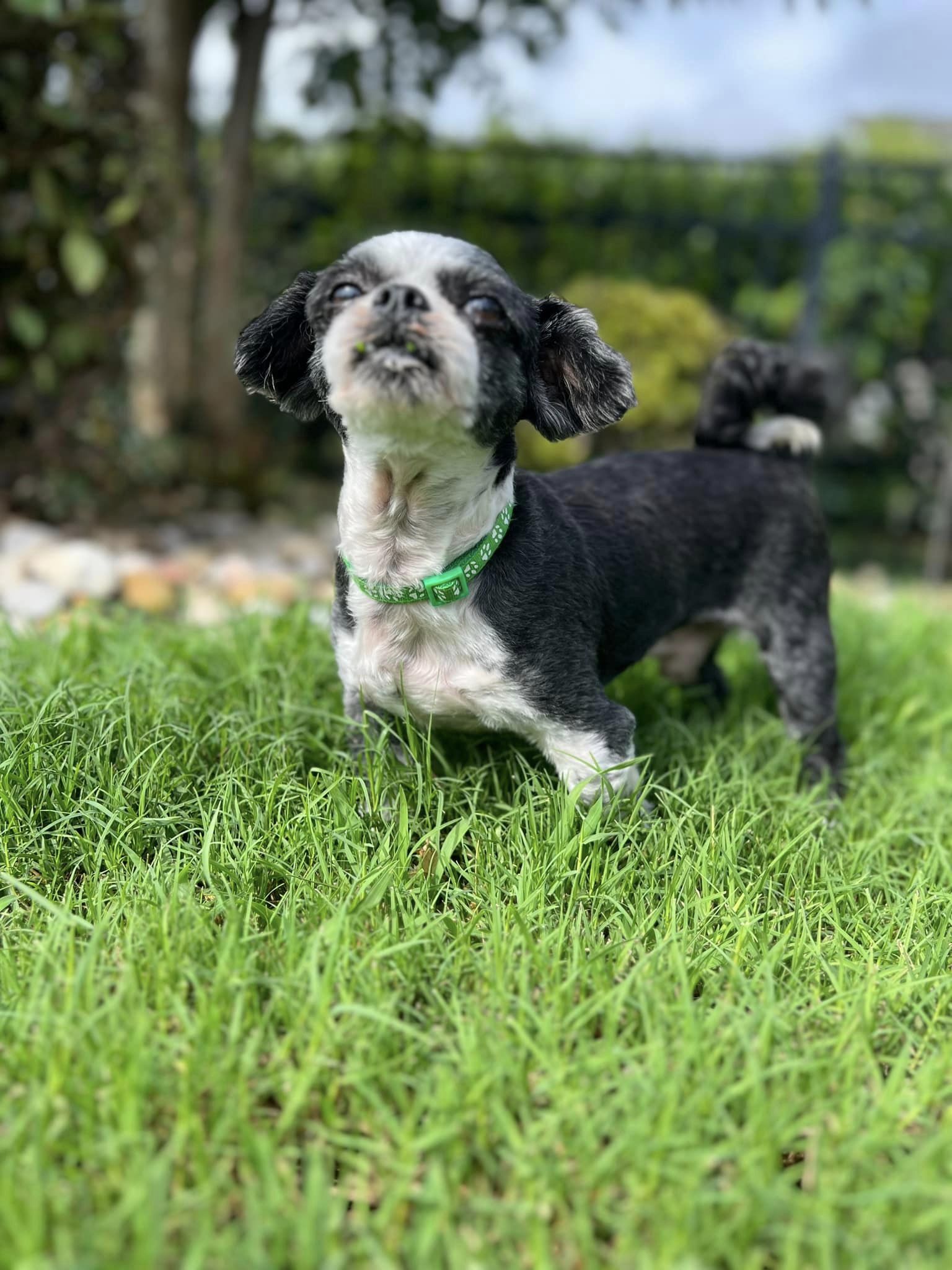 Dog for Adoption Brodie a Shih Tzu in Brunswick County NC