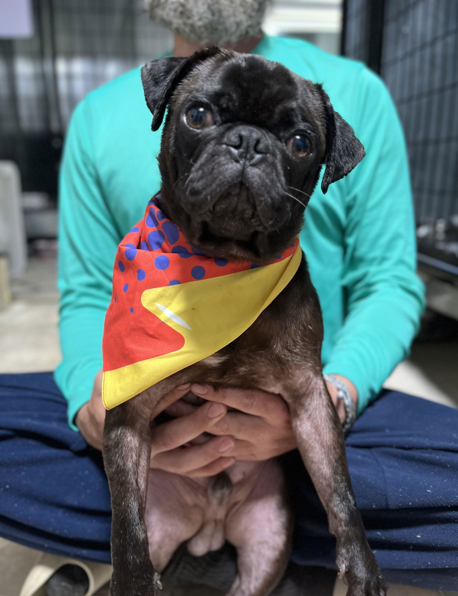 dog-for-adoption-bugle-a-pug-in-horry-county-sc-alpha-paw