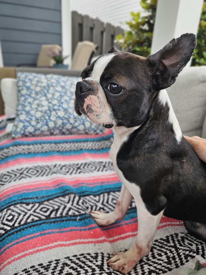 Dog for Adoption - Clara Bow, a Boston Terrier in Murrells Inlet, SC ...