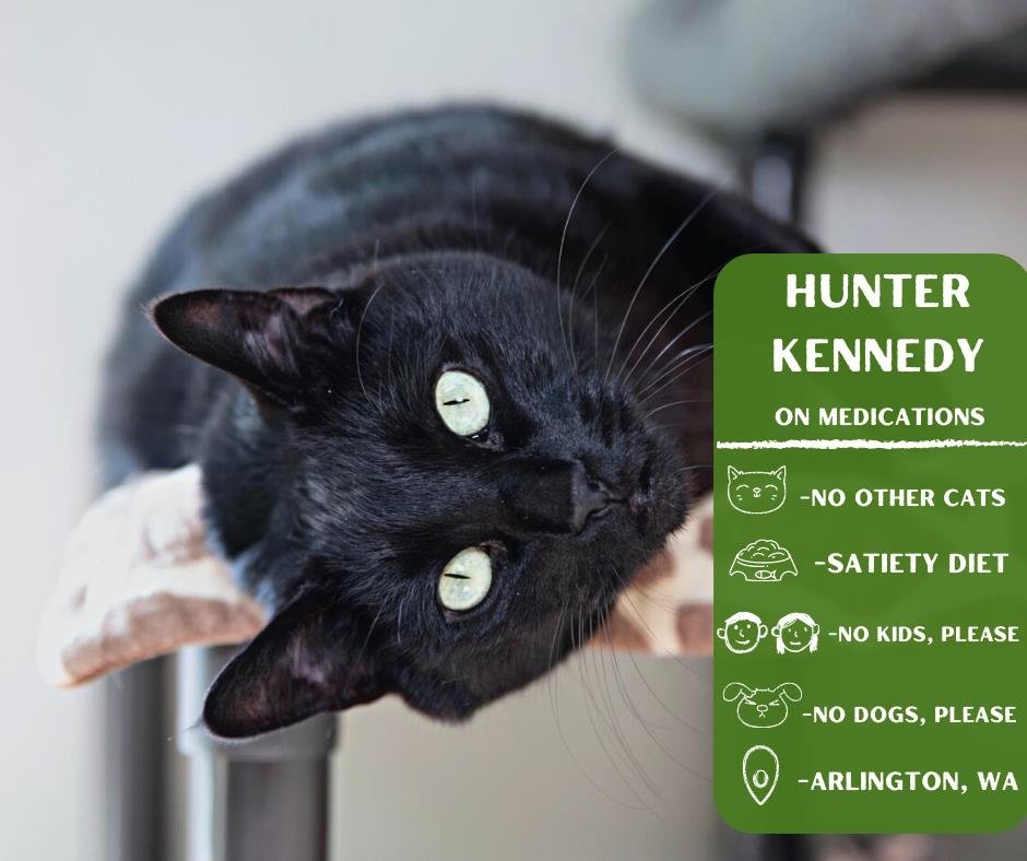 adoptable Cat in Arlington, WA named Hunter Kennedy