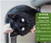 adoptable Cat in  named Hunter Kennedy
