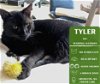 adoptable Cat in , WA named Tyler