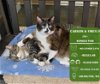 adoptable Cat in arlington, WA named Carson