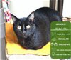 adoptable Cat in , WA named Manolo
