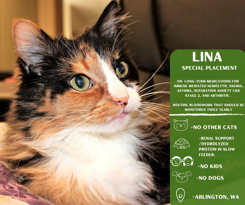 adoptable Cat in Arlington, WA named Lina