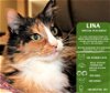 adoptable Cat in arlington, WA named Lina