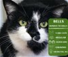 adoptable Cat in arlington, WA named Bells