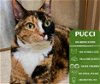 adoptable Cat in , WA named Pucci