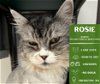 adoptable Cat in , WA named Rosie