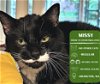 adoptable Cat in , WA named Missy