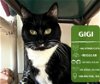adoptable Cat in arlington, WA named Gigi Bonnie